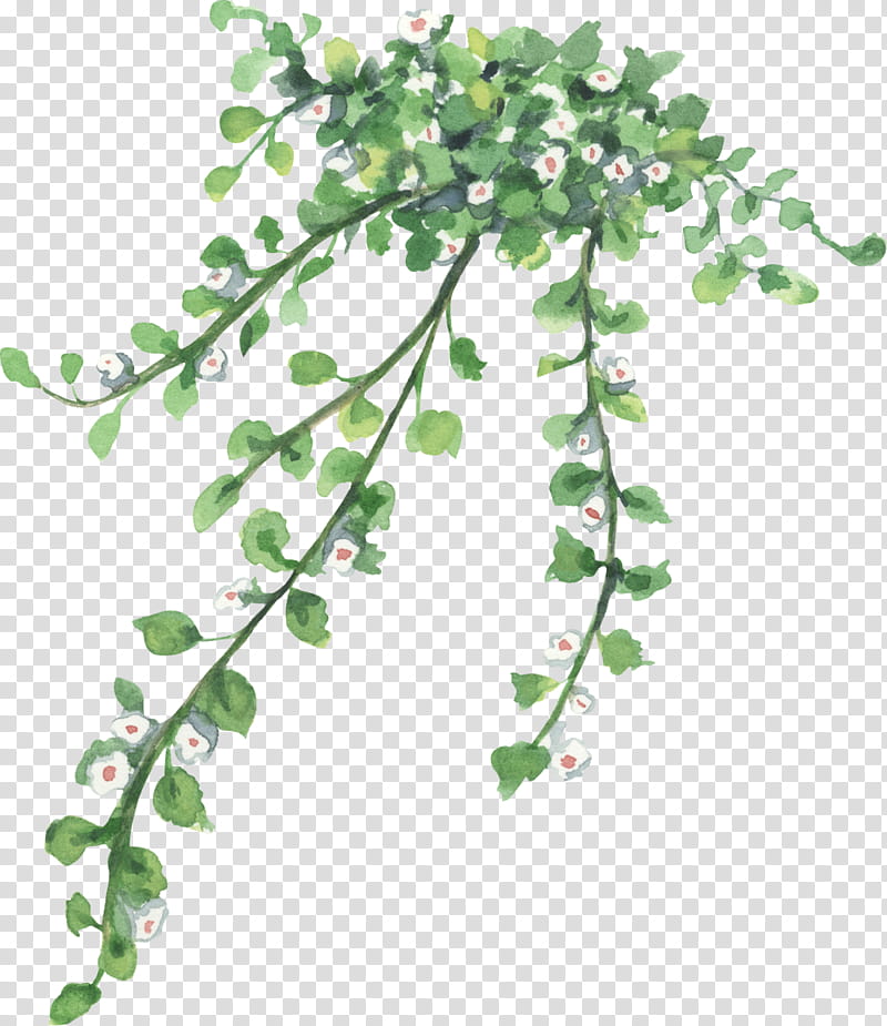Ivy, Twig, Plant Stem, Leaf, Plants, Flower, Tree, Branch transparent background PNG clipart