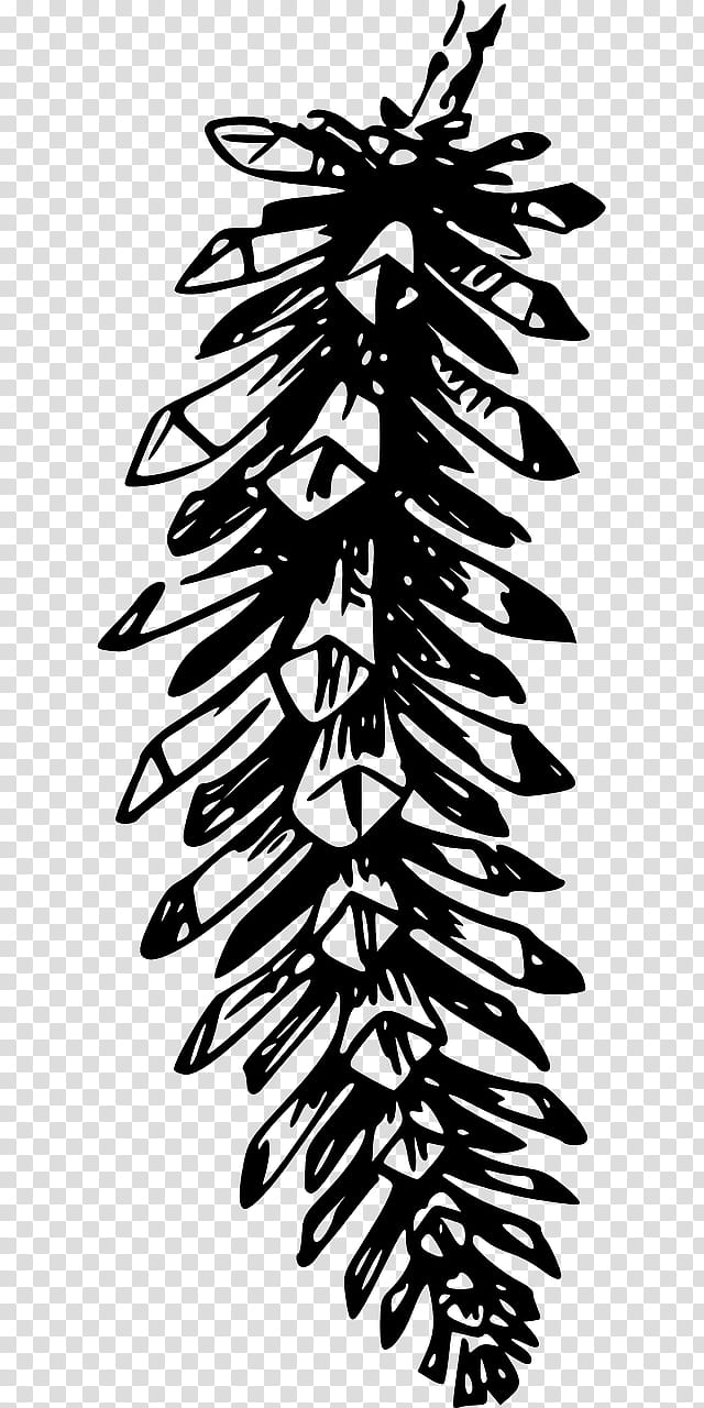 Family Tree, Conifer Cone, Drawing, Conifers, Scots Pine, Fir, Eastern White Pine, Leaf transparent background PNG clipart
