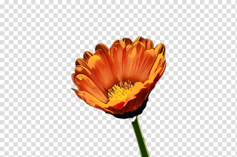 Watercolor Flower, Marigold, Blossom, Bloom, Flora, Common Poppy, Watercolor Painting, Transvaal Daisy transparent background PNG clipart