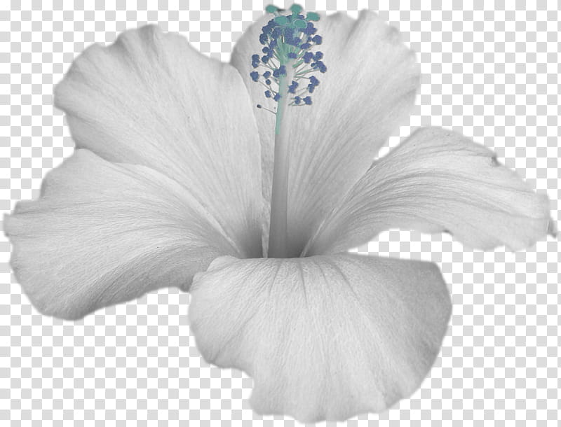 Sail Away Scrap Kit Freebie, white hibiscus flower transparent background PNG clipart
