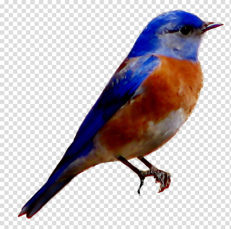 Robin Bird, European Robin, Common Nightingale, Finches, American Sparrows, Beak, Feather, Bluebird Systems Inc transparent background PNG clipart