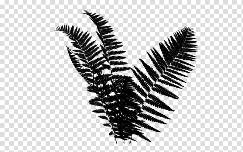 Family Tree, Leaf, Flower, Plants, Vascular Plant, Fern, Blackandwhite, Pine Family transparent background PNG clipart