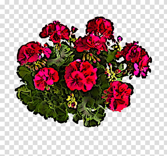 flower plant pink petal annual plant, Magenta, Impatiens, Geranium, Petunia transparent background PNG clipart