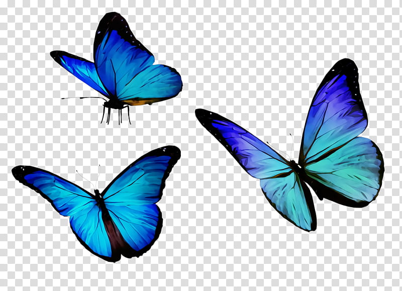 butterfly insect moths and butterflies blue pollinator, Watercolor, Paint, Wet Ink, Azure, Common Blue, Wing, Lycaenid transparent background PNG clipart
