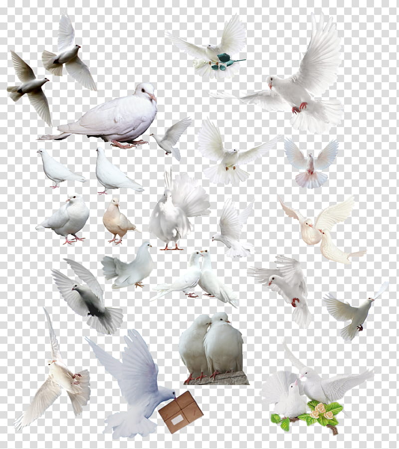 Paloma, white pigeons illustration transparent background PNG clipart