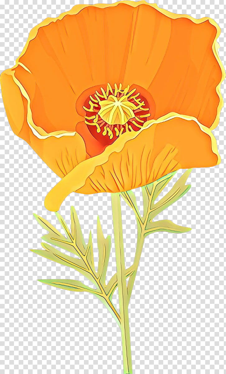 Orange, Flower, Eschscholzia Californica, Yellow, Plant, Poppy Family, English Marigold transparent background PNG clipart