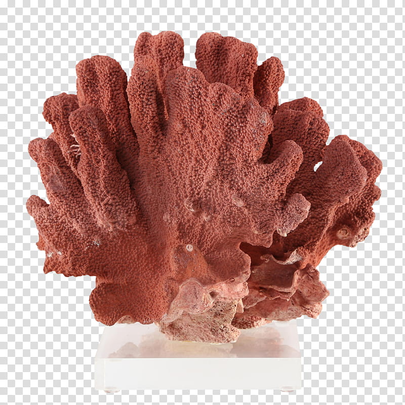 Coral, Precious Coral, Red Coral, 1stdibscom Inc, Polymethyl Methacrylate, Natural Environment, Sales, Pinterest transparent background PNG clipart