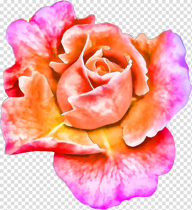 Oil Painting Flower, Floral Design, Canvas, Watercolor Painting, Creativity, Rose, Drawing, Petal transparent background PNG clipart