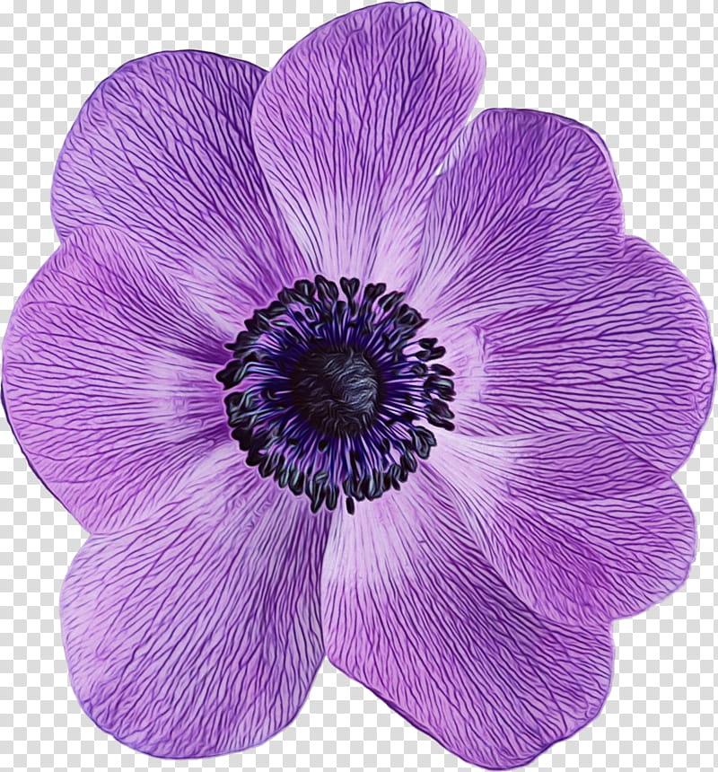 Purple Watercolor Flower, Paint, Wet Ink, Anemone, Violet, Family, Violaceae, Petal transparent background PNG clipart