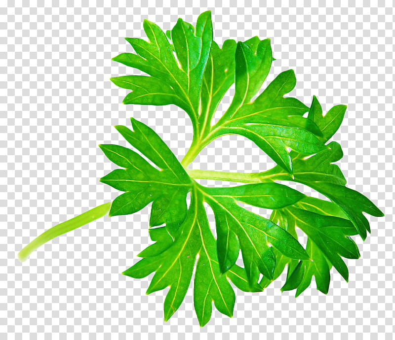 Basil Leaf, Parsley, Herb, Greens, Vegetable, Food, Garnish, Cooking transparent background PNG clipart