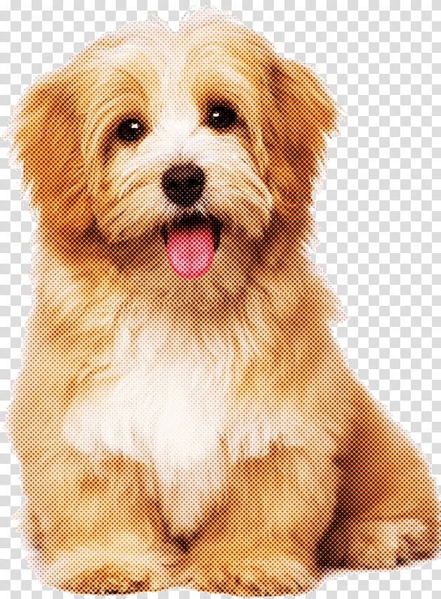 dog puppy maltepoo lhasa apso havanese, Morkie, Companion Dog, Shih Tzu, Pekapoo, Cavapoo, Cavachon, Chinese Imperial Dog transparent background PNG clipart