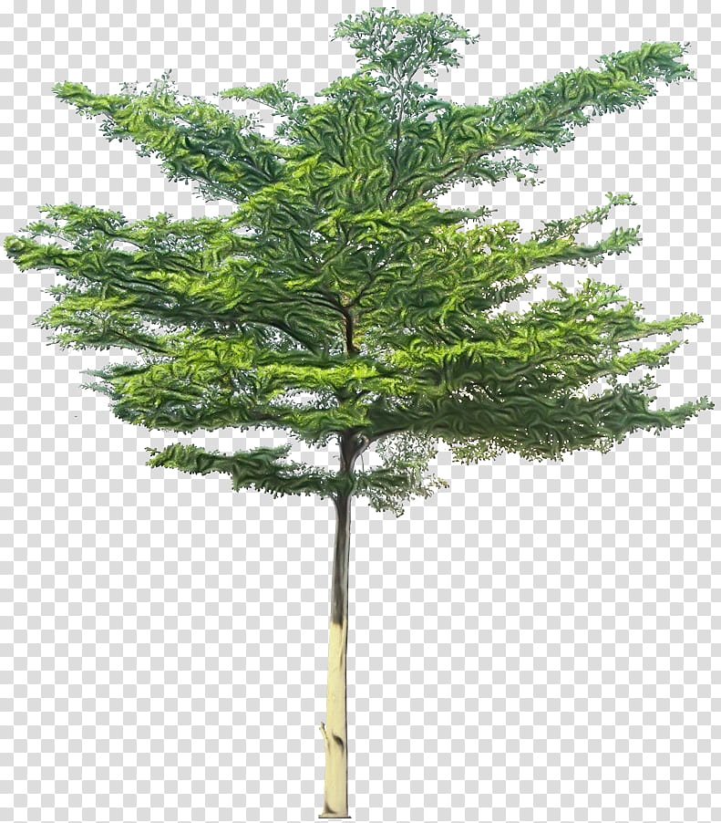 Family Tree, Spruce, Pine, Fir, Bucida Molinetii, Shrub, Bucida Buceras, Madagascar Almond transparent background PNG clipart
