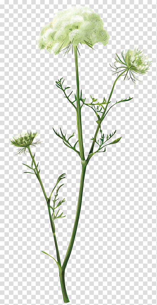 Cow, Bylina, Cow Parsley, Perennial Plant, Flora, Plants, Pimpinella Saxifraga, Yarrow transparent background PNG clipart