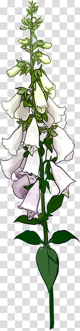, white foxgloves flower cartoon transparent background PNG clipart