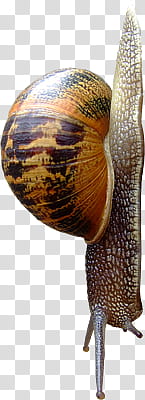 Snail Infestation, brown snail transparent background PNG clipart