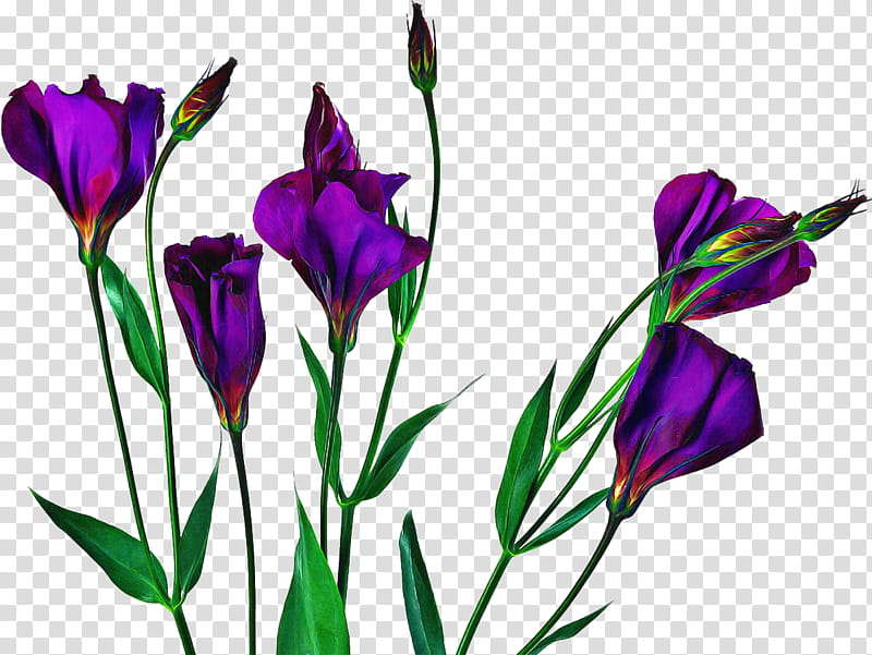 Flowers, Texas Bluebell, Platycodon Grandiflorus, Plants, Cut Flowers, Prairie Gentian, Violet, Crocus transparent background PNG clipart