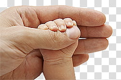hands, baby's hand holding man's thumb transparent background PNG clipart