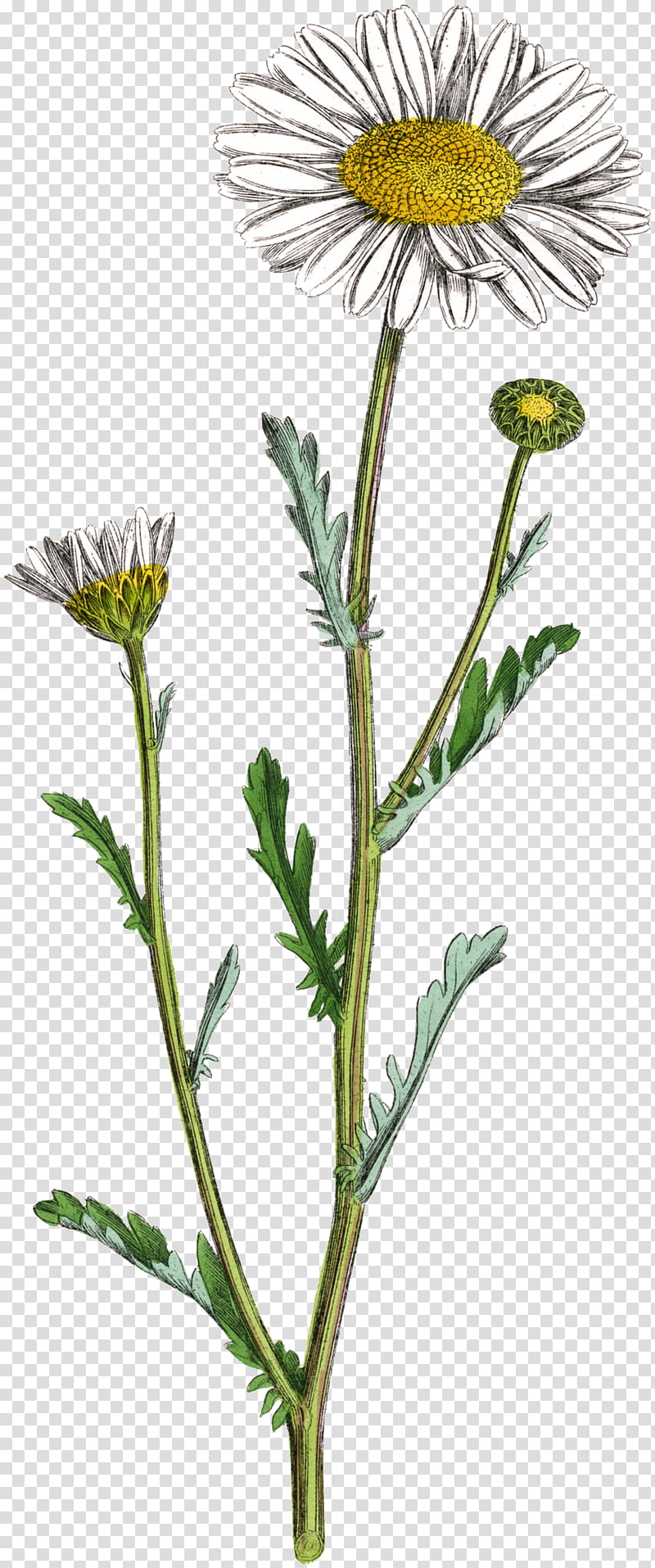 s, Oxeye Daisy, Daisy Family, Common Daisy, Chrysanthemum, Glebionis Segetum, Buphthalmum Salicifolium, Tansy transparent background PNG clipart