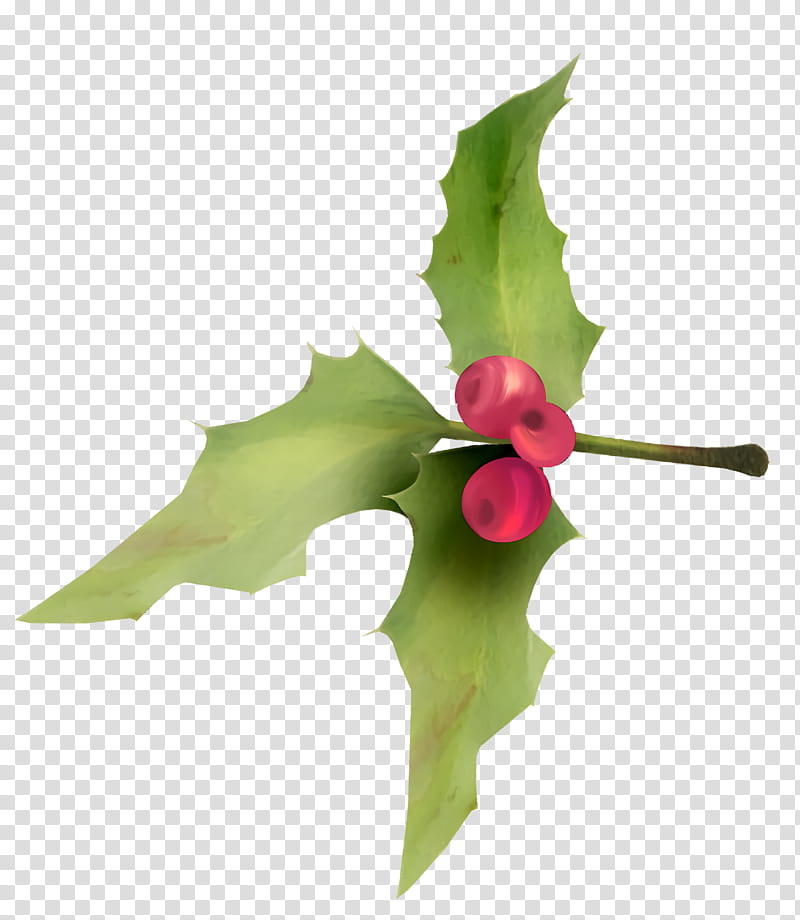 christmas holly Ilex holly, Christmas , Flower, Plant, Leaf, Petal transparent background PNG clipart