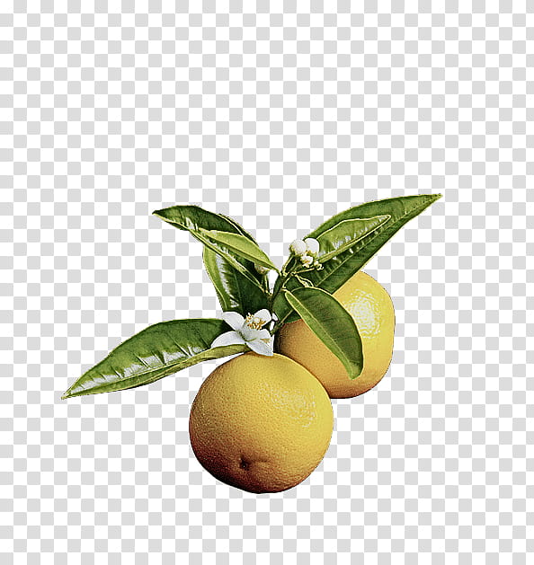 Orange, Fruit, Plant, Food, Citrus, Leaf, Lemon, Flower transparent background PNG clipart
