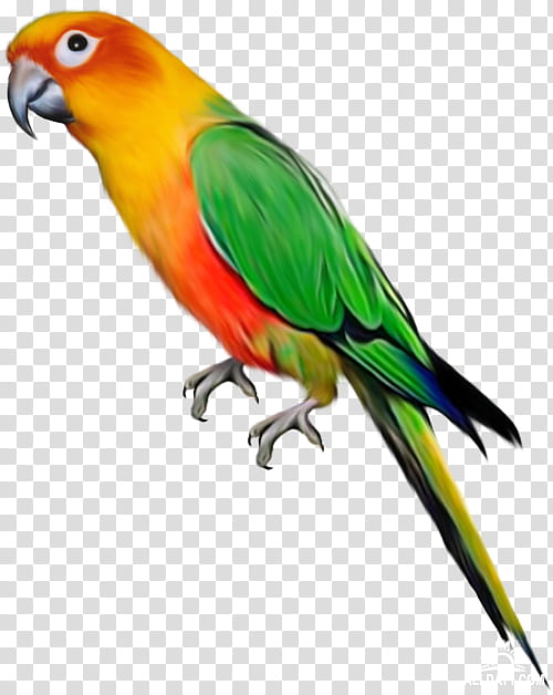 Bird Parrot, Lovebird, Budgerigar, Macaw, Parakeet, Birdcage, Grey Parrot, Loriini transparent background PNG clipart