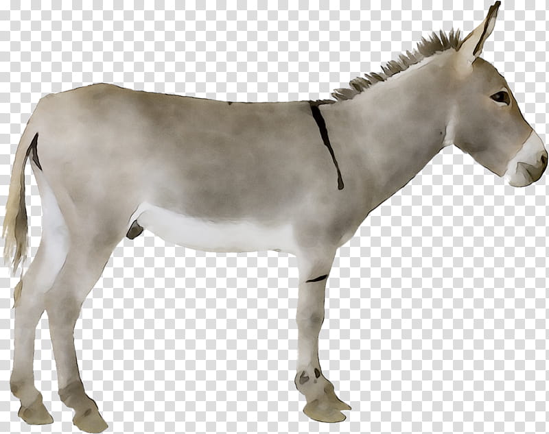 Donkey, Mule, Portrait, Drawing, Dairy Farming, Equus, Horse, Animal Figure transparent background PNG clipart