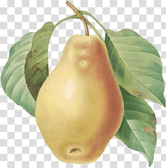 CuPanda, yellow pear transparent background PNG clipart