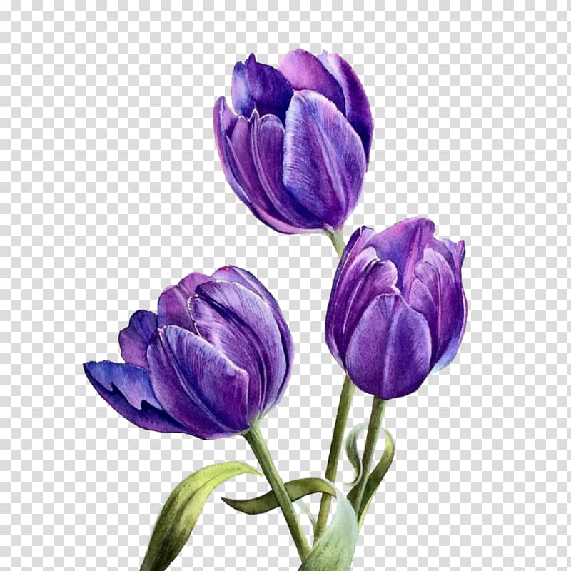Lavender, Flower, Flowering Plant, Purple, Tulip, Violet, Petal, Crocus transparent background PNG clipart