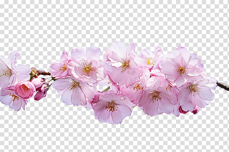 Cherry blossom, Flower, Plant, Petal, Pink, Branch, Spring
, Cut Flowers transparent background PNG clipart