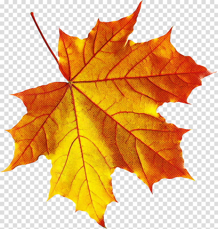 Maple leaf, Tree, Black Maple, Woody Plant, Deciduous, Plane, Yellow, New Mexico Maple transparent background PNG clipart