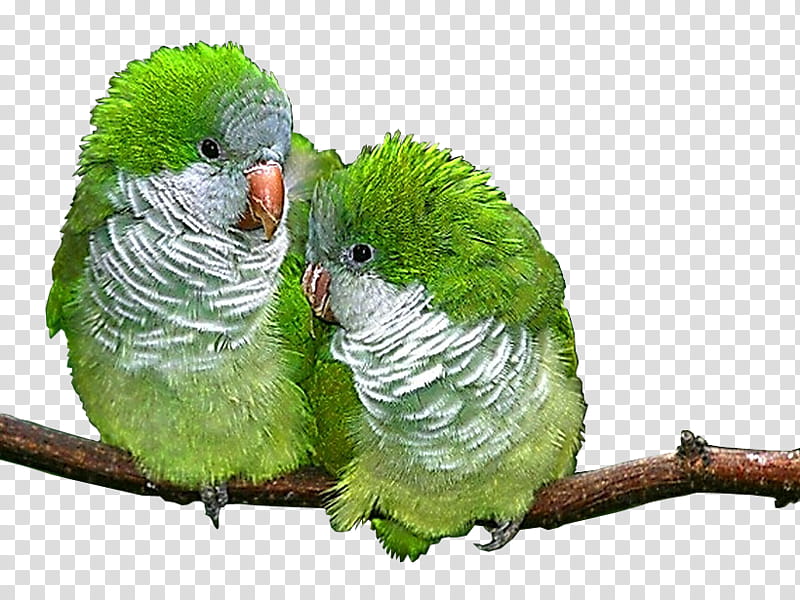 Valentines Day, Lovebird, Parrot, Parakeet, Animal, Beak, Pet, Cuteness transparent background PNG clipart