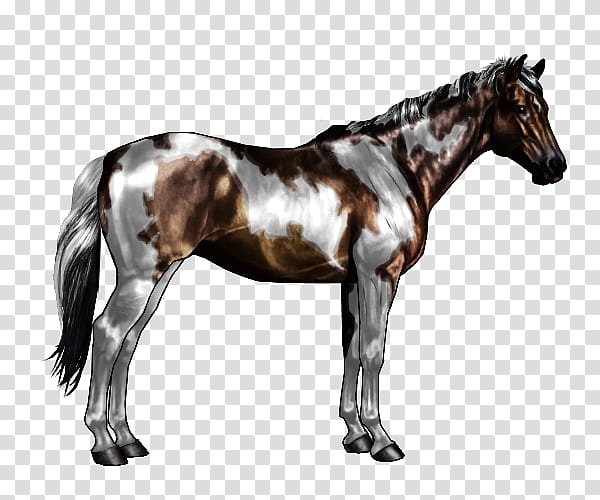 Horse American Paint Horse American Quarter Horse Appaloosa Images, Photos, Reviews