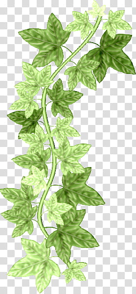 PLANT AND FLOWERS, green vine with leaves transparent background PNG clipart