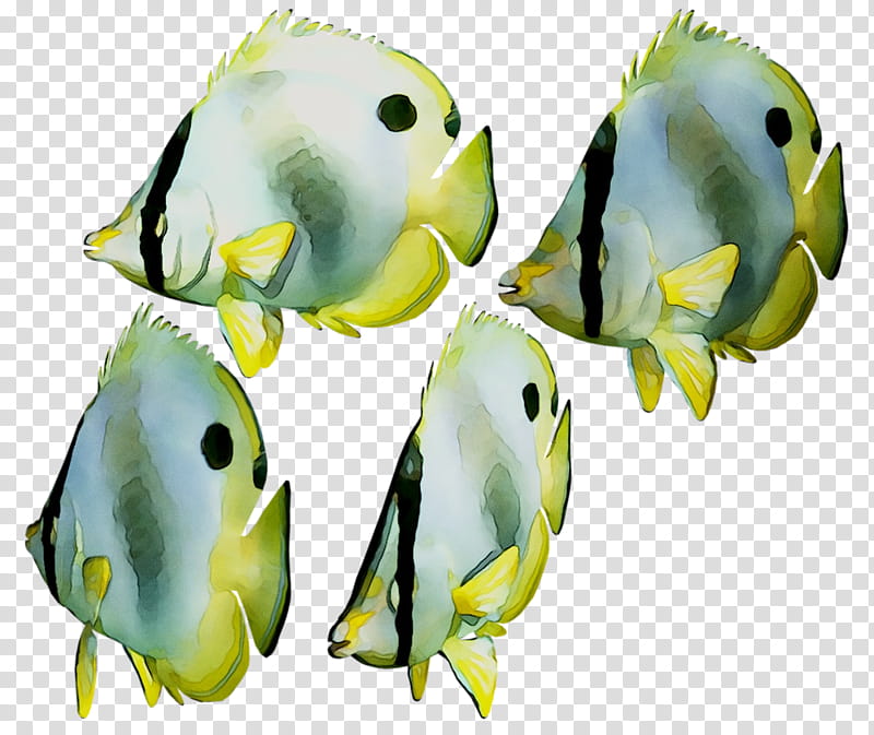 Fish, Biology, Parakeet, Butterflyfish, Pomacanthidae, Plant transparent background PNG clipart