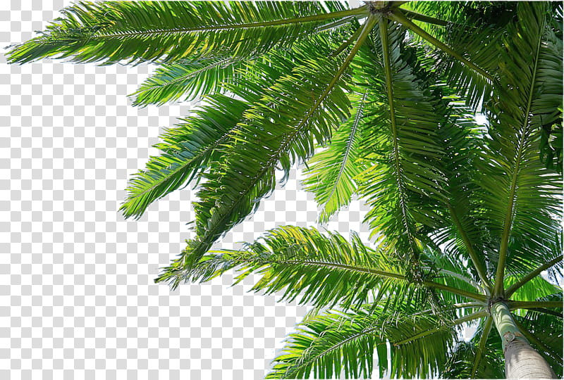 Tropical, two trees transparent background PNG clipart