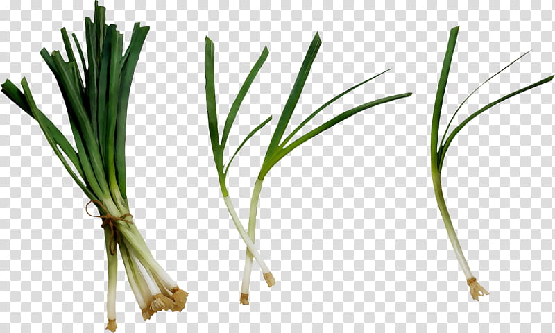 Onion, Sweet Grass, Commodity, Plant Stem, Plants, Chives, Welsh Onion, Vegetable transparent background PNG clipart