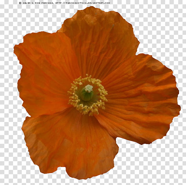 Orange Poppy transparent background PNG clipart