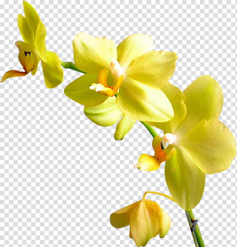 Bouquet Of Flowers Drawing, Orchids, Floral Design, Flower Bouquet, Rose, Painting, Cut Flowers, Yellow transparent background PNG clipart