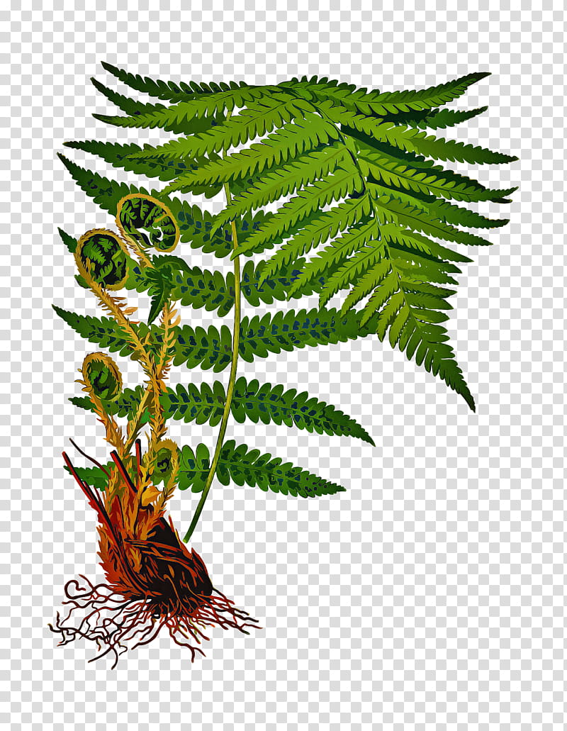Cartoon Nature, Fern, Plants, Printing, Male Fern, Nature Plants, Printmaking, Garden transparent background PNG clipart