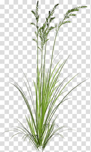 collection, green wheat transparent background PNG clipart