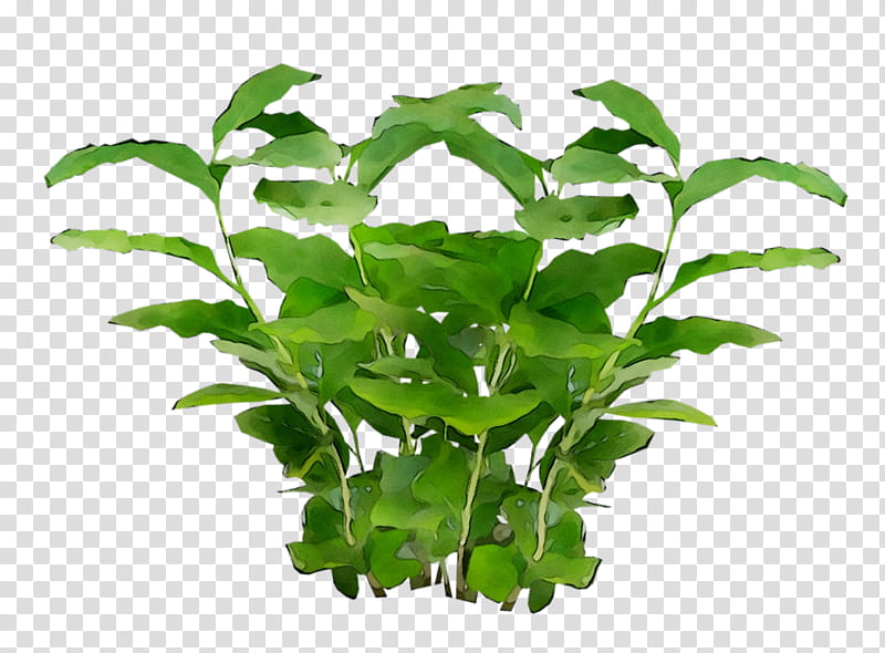 Ivy Leaf, Plants, Common Ivy, Vine, Garden, Flowerpot, Houseplant, Bougainvillea transparent background PNG clipart