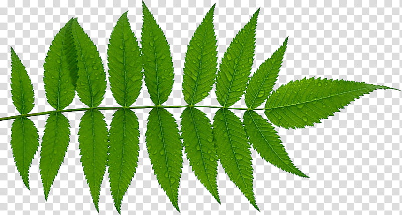 Family Tree, Leaf, Fern, Alamy, Vascular Plant, Autumn Fern, Neuropteris, Plant Stem transparent background PNG clipart