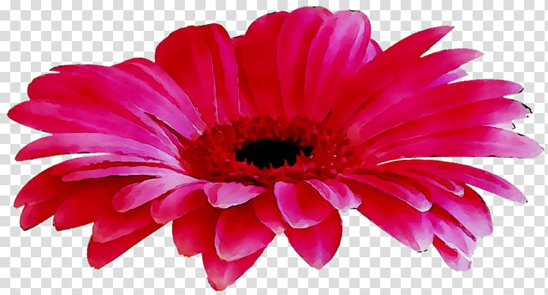 Pink Flower, Transvaal Daisy, Blog, Cut Flowers, Canalblog, Petal, News, Plants transparent background PNG clipart