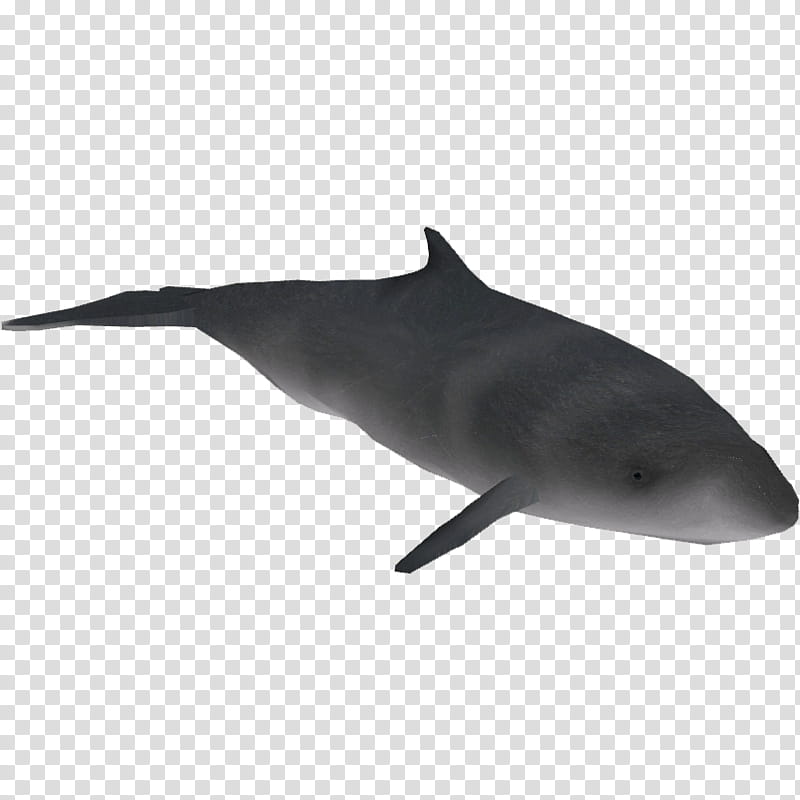 Dolphin, Roughtoothed Dolphin, Whitebeaked Dolphin, Porpoise, Shortbeaked Common Dolphin, Biology, Whitesided Dolphins, Bottlenose Dolphin transparent background PNG clipart