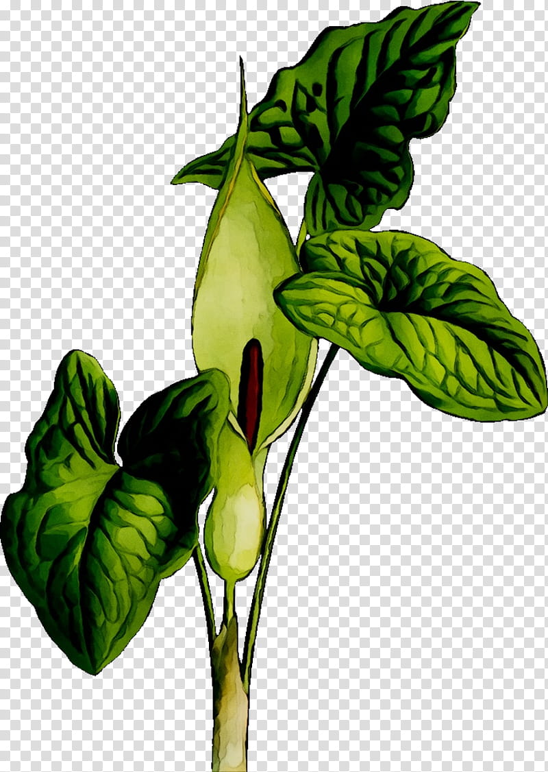Lily Flower, Aroideae, Arumlily, Cuckoopint, Alamy, Poison, Arum Lilies, Plants transparent background PNG clipart
