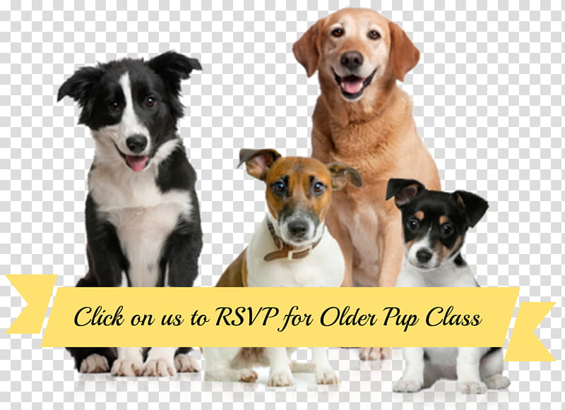 Dog And Cat, Puppy, Pet, Pet Sitting, Puppy Cat, Cuteness, Companion Dog, Dog Daycare transparent background PNG clipart
