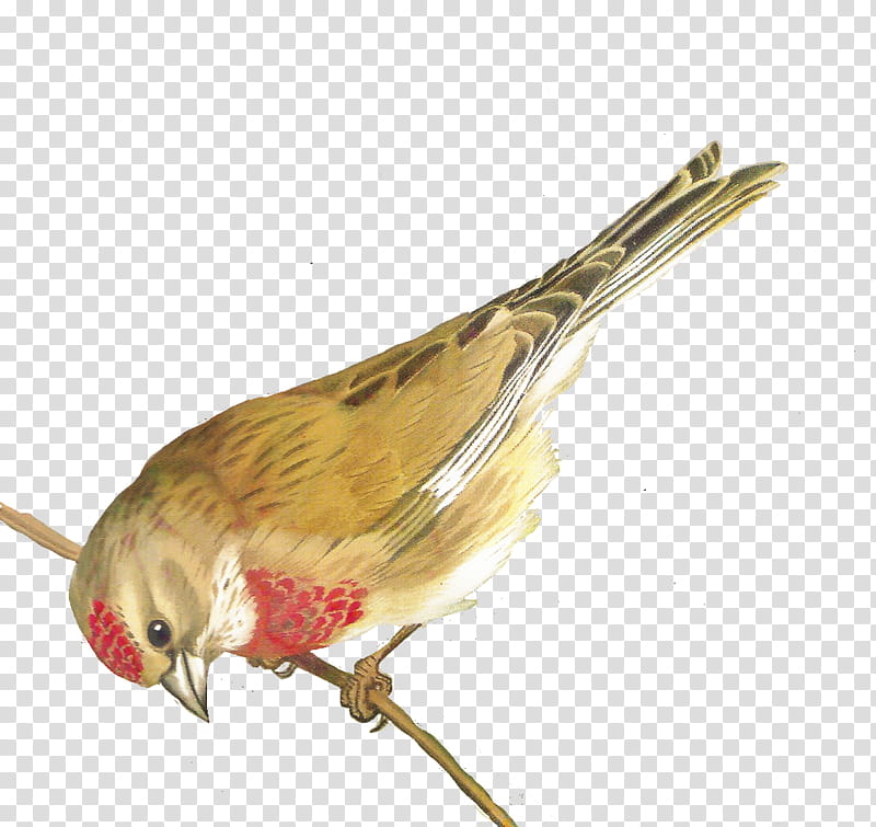 Cartoon Bird, Beak, Finches, Feather, Songbird, Woodpecker Finch, Perching Bird, Tail transparent background PNG clipart