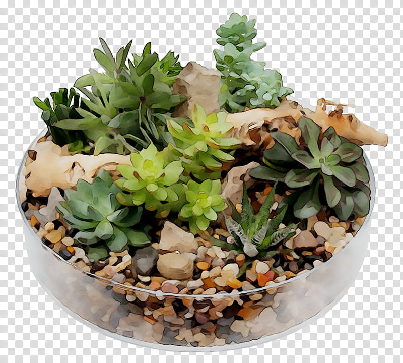 Cactus, Houseplant, Flowerpot, Echeveria, Succulent Plant, White Mexican Rose, Stonecrop Family, Herb transparent background PNG clipart