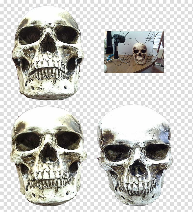 Skull  Various Angles updated, gray skull decor transparent background PNG clipart