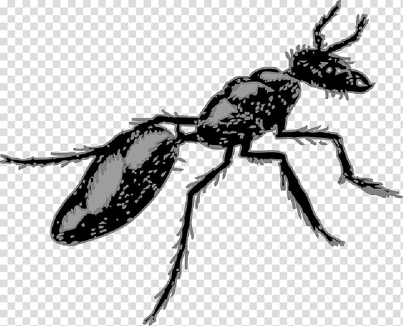 Ant, Segmentation, Termite, Pest, Beetle, Mosquito, Carpenter Ant, True Bugs transparent background PNG clipart